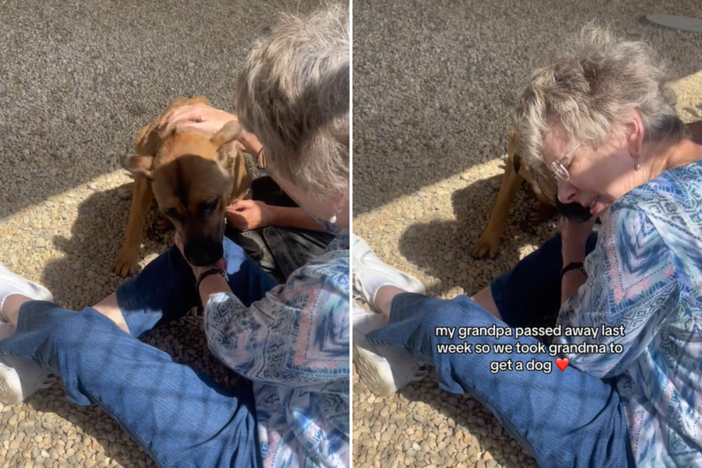 Heartwarming Moment Grieving Grandma Adopts Rescue Dog After Losing Husband Heartwarming Moment Grieving Grandma Adopts Rescue Dog After Losing Husband