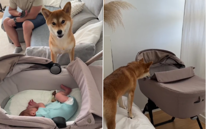 Mya meets her owner's new baby Leo.