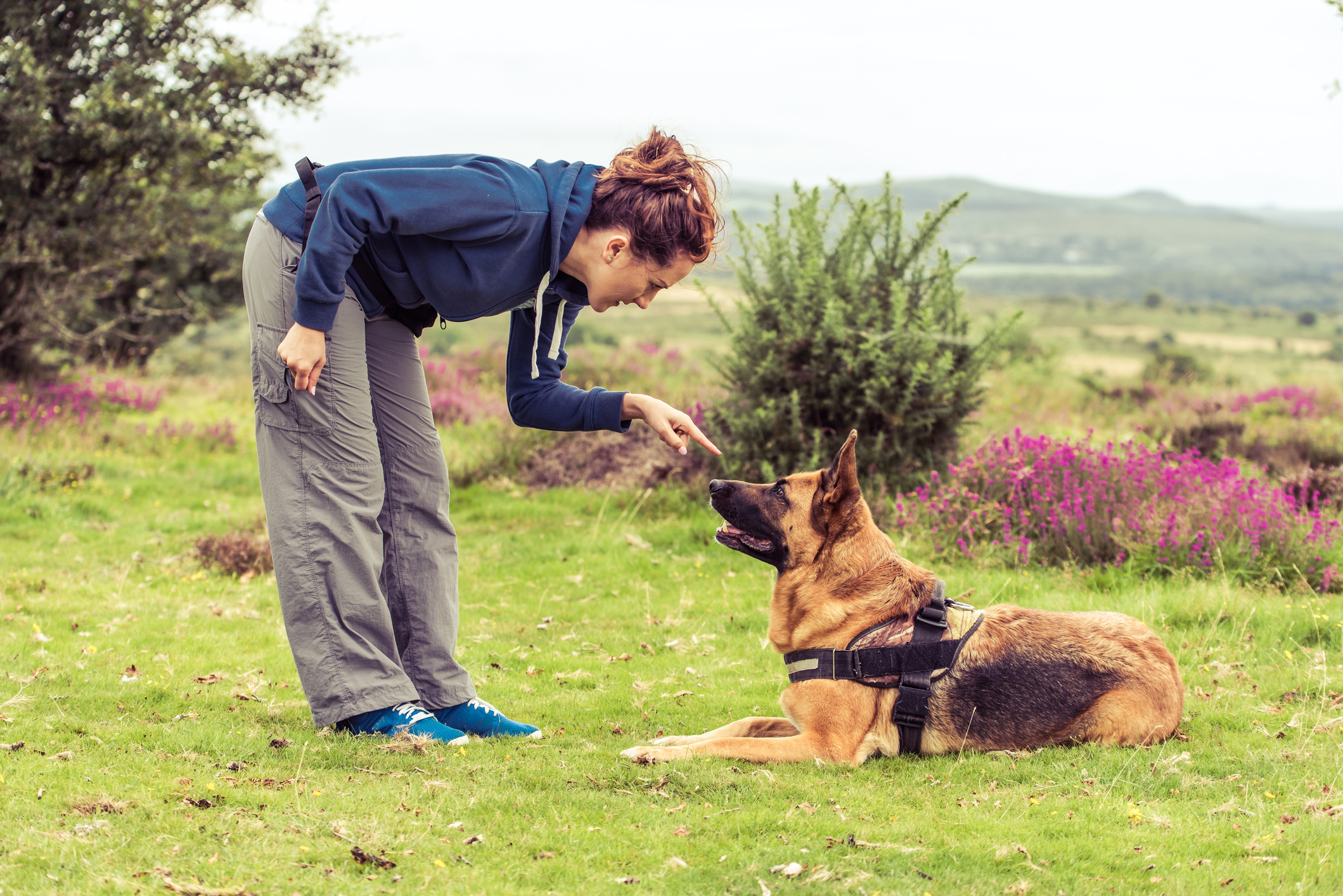 How to Teach a Dog to Heel: Getting Your Dog to Walk Alongside You!