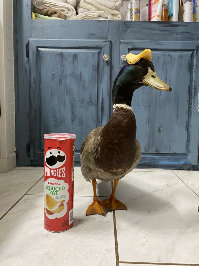 Pablo the duck with Pringles on head