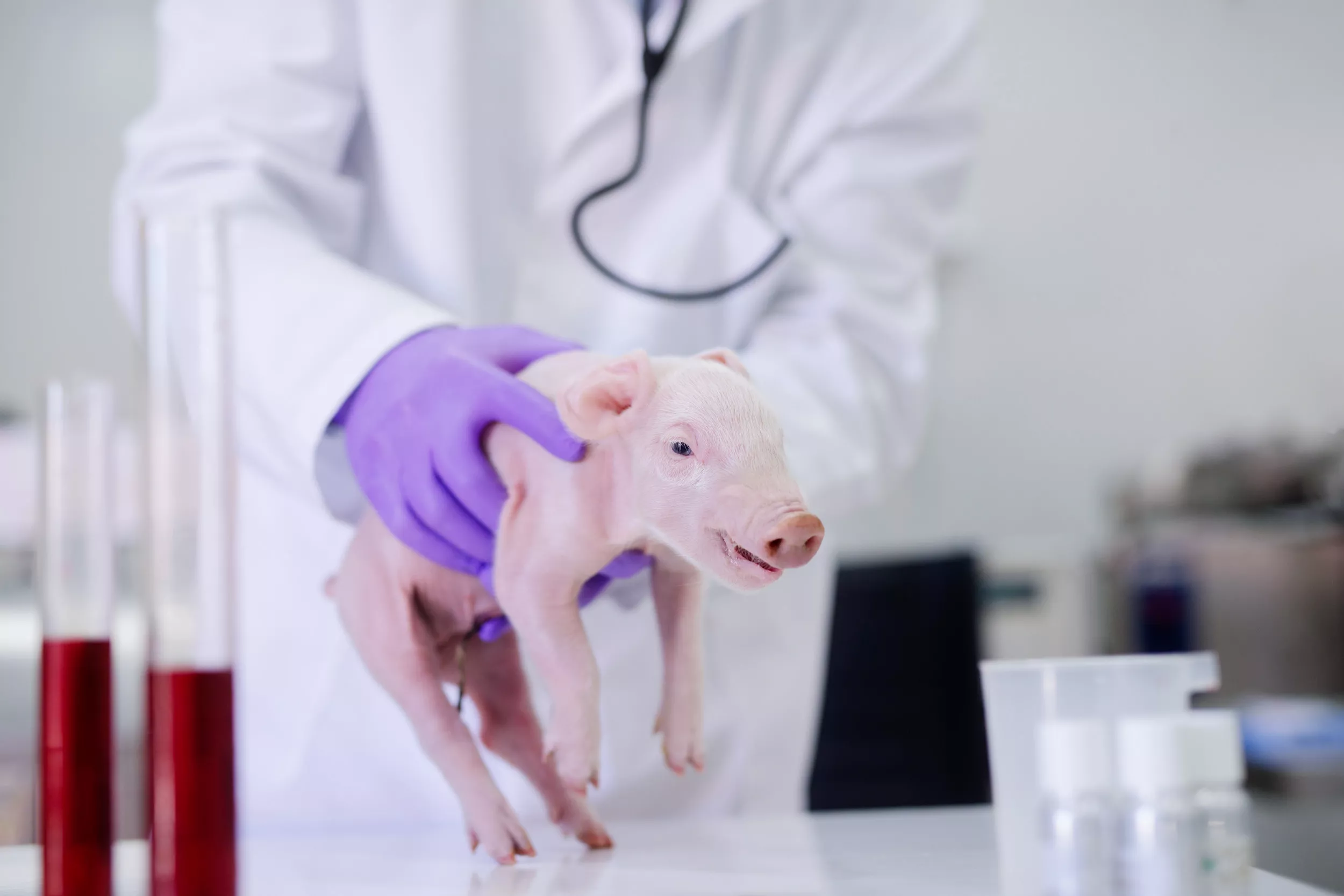 Pig Saved From Death After Years in Burn Testing Lab Gets New Life Outdoors - Vimarsana News