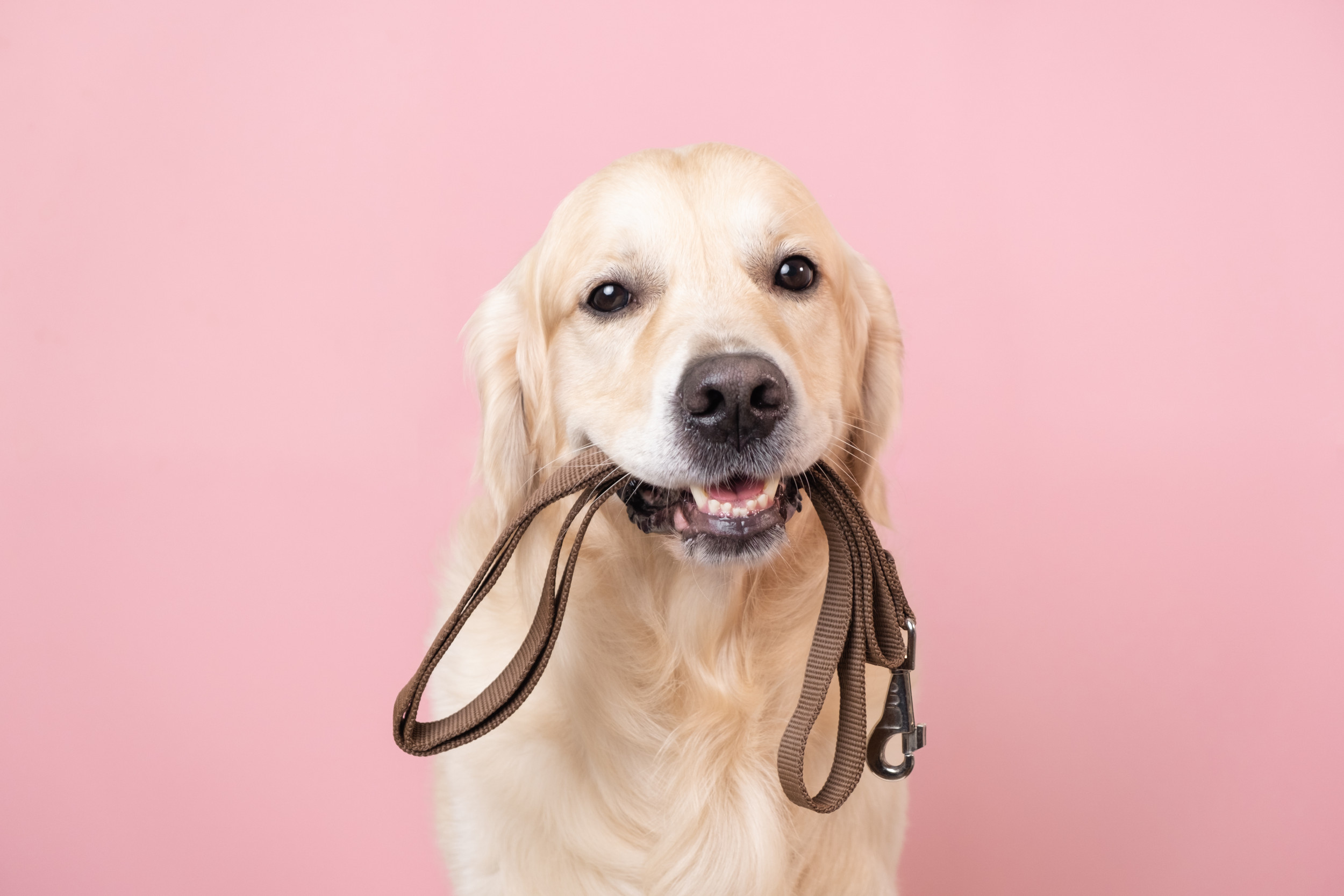 Golden Retriever Praised for Preventing Lawn Workers From Starting Job
