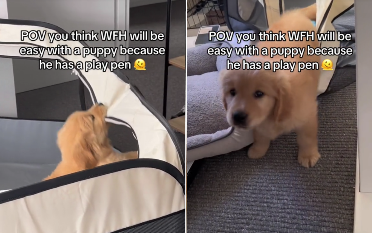 Puppy Learns to Escape From Playpen Just Days After Arriving Home