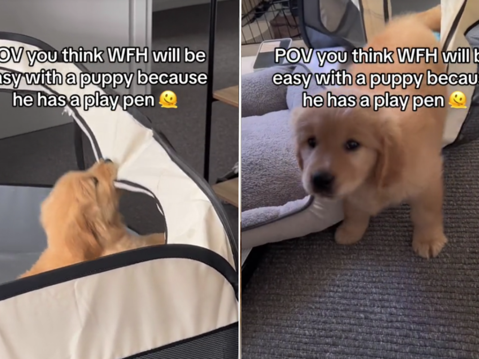Puppy escapes best sale playpen