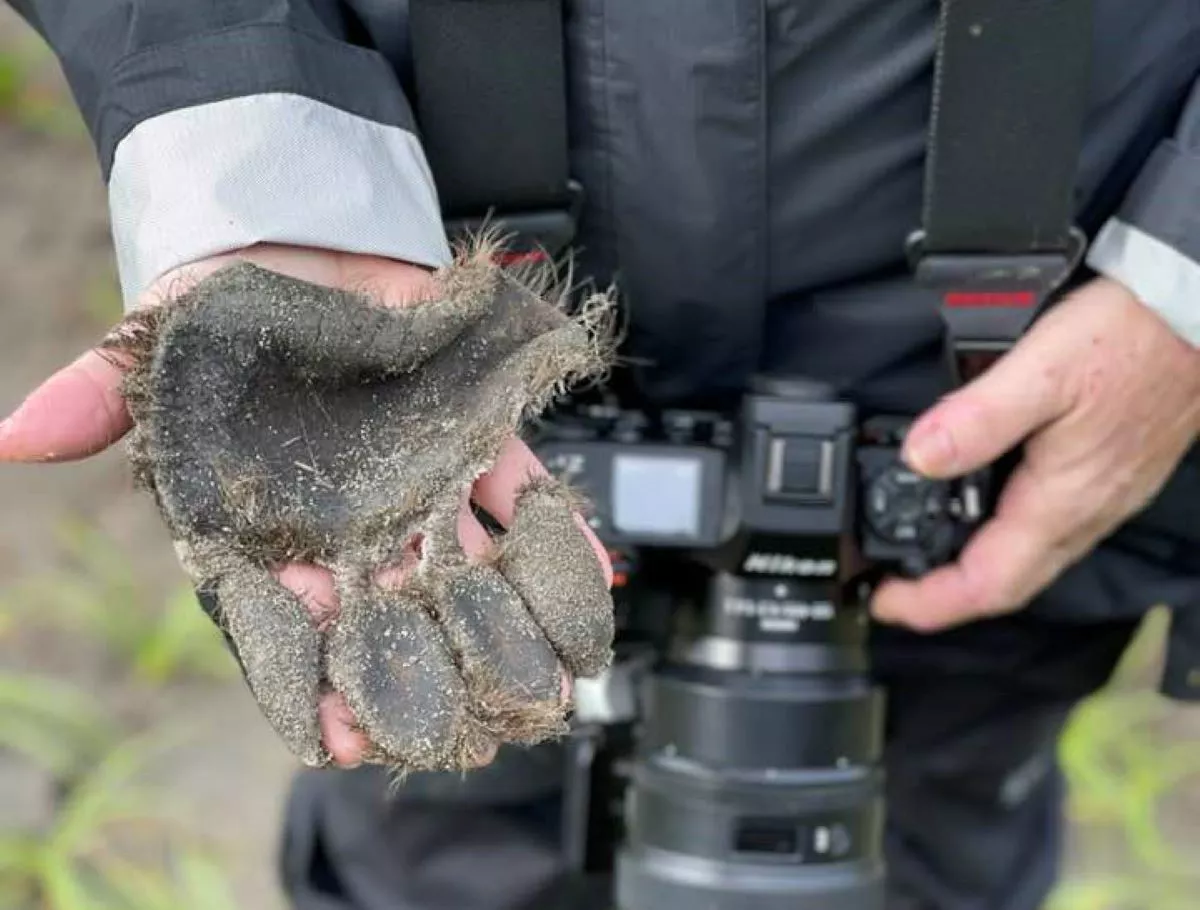 Photographer Searching for Bears in Alaska Finds Unusual Animal Body Part -  Newsweek