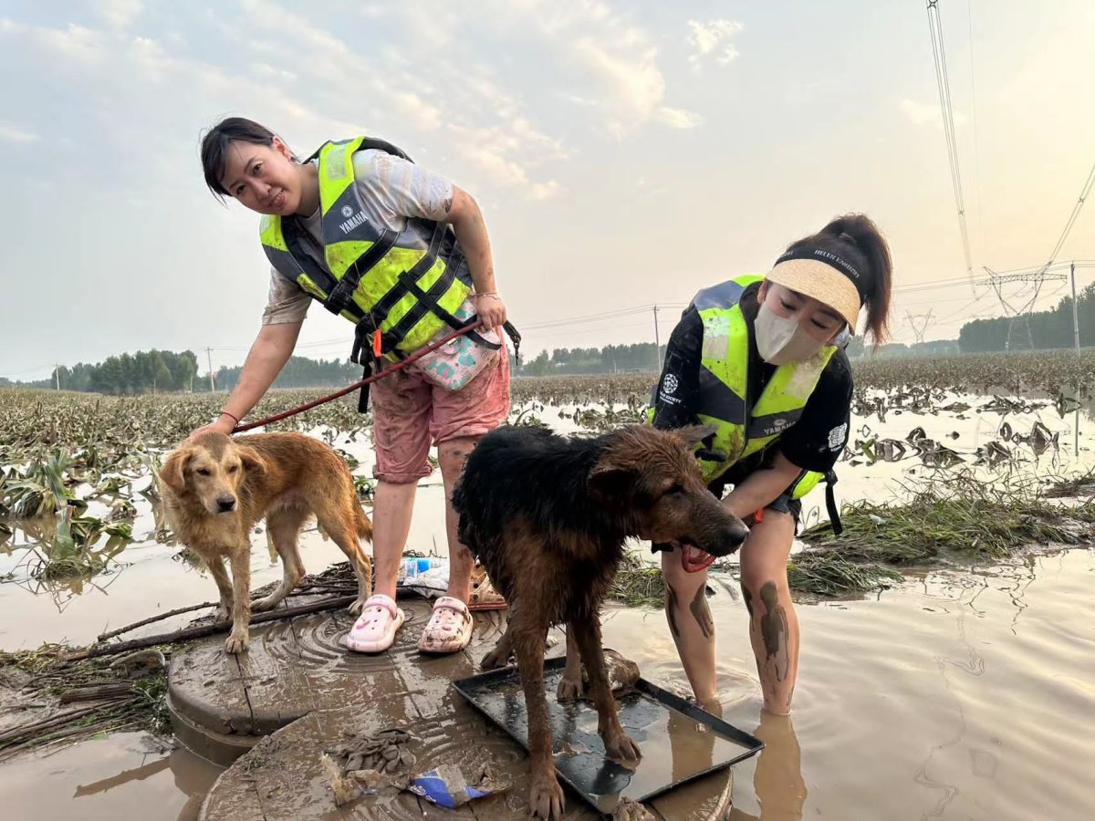Animal rescuers savings dogs from a flood