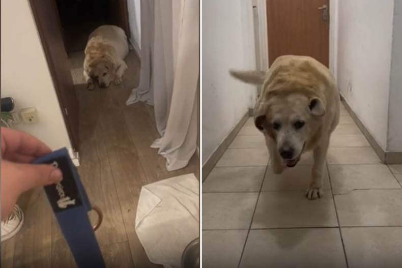 Senior Labrador going for a walk