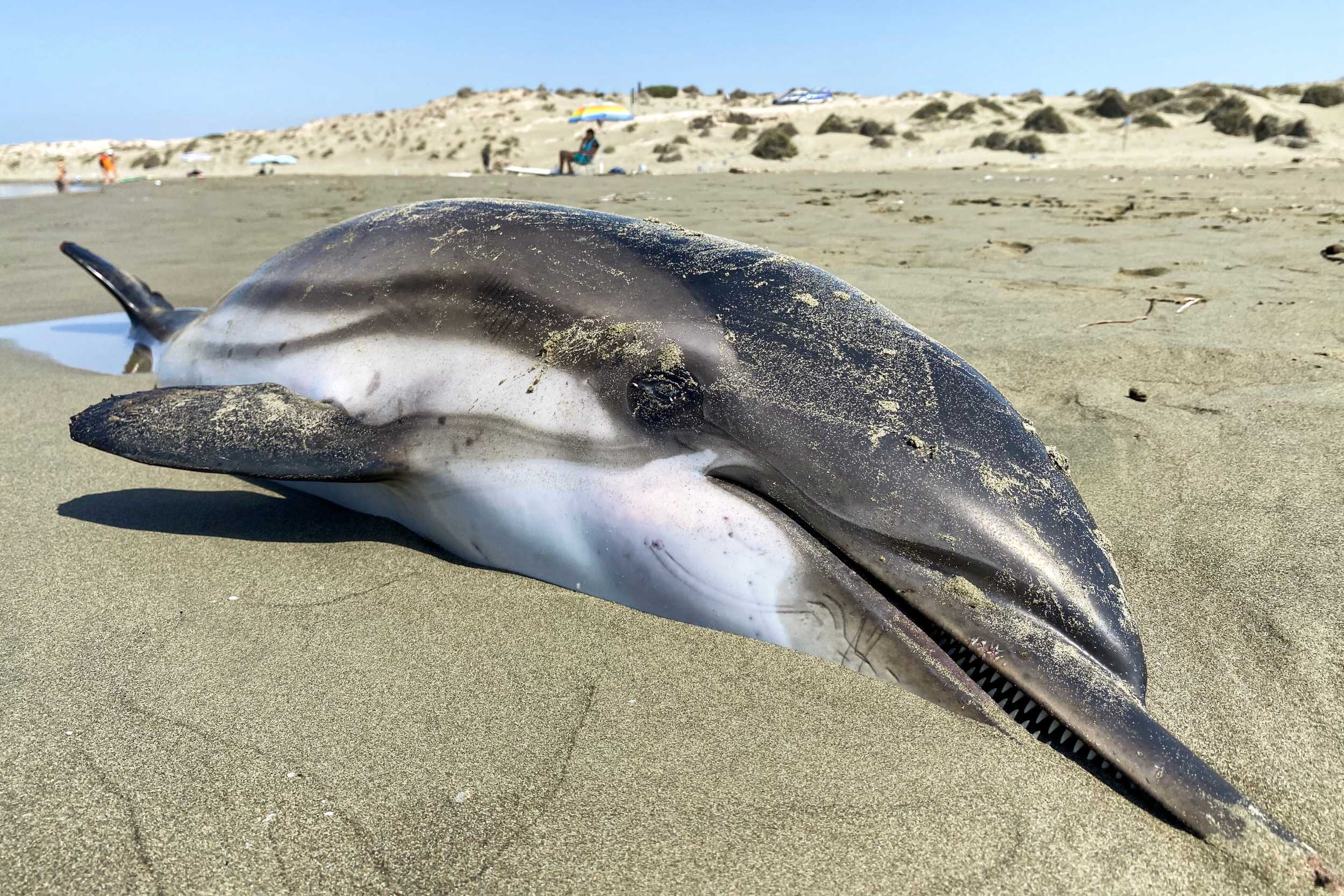 Mystery as Six Dolphins Found Dead on Beach