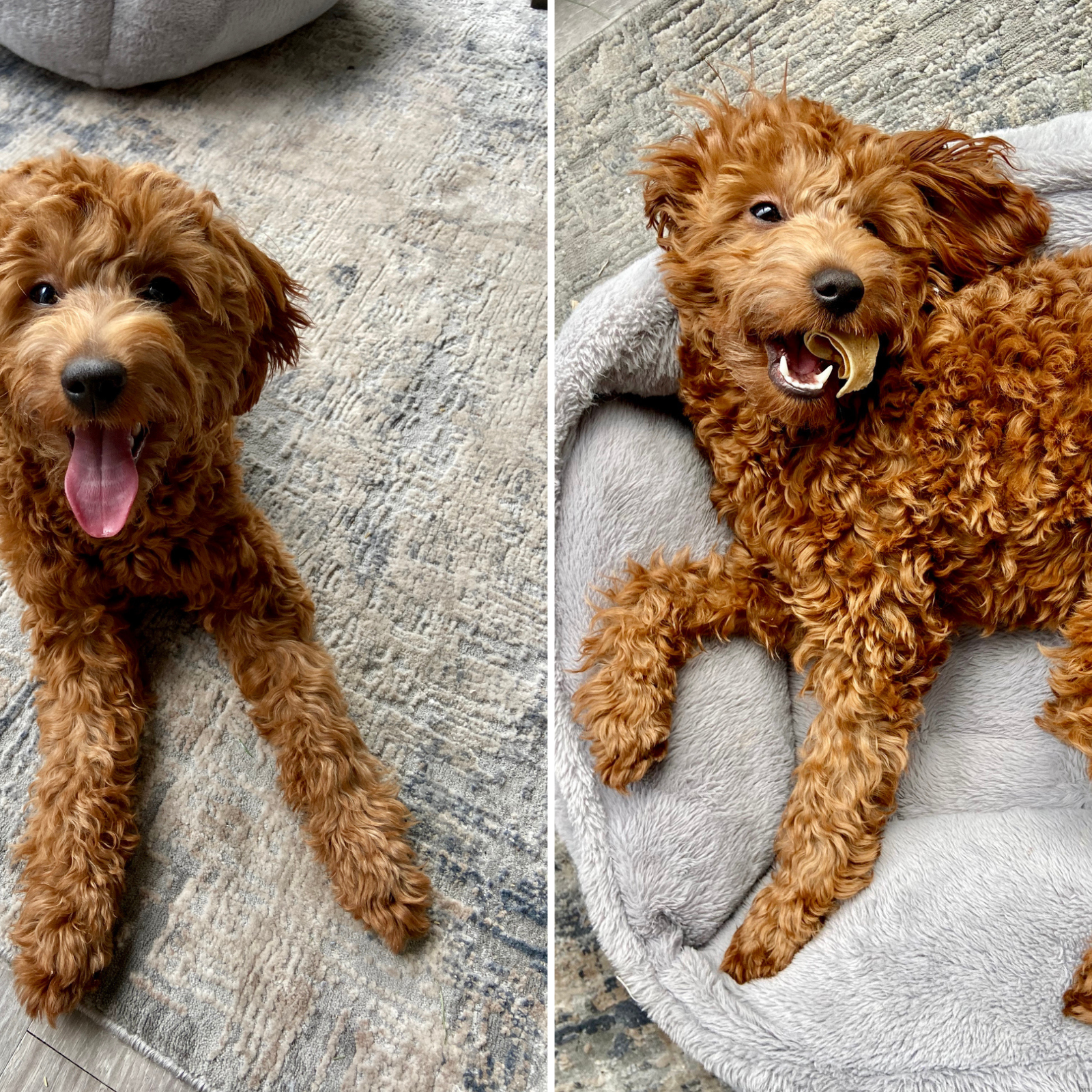 Cockapoo mixed with hot sale goldendoodle