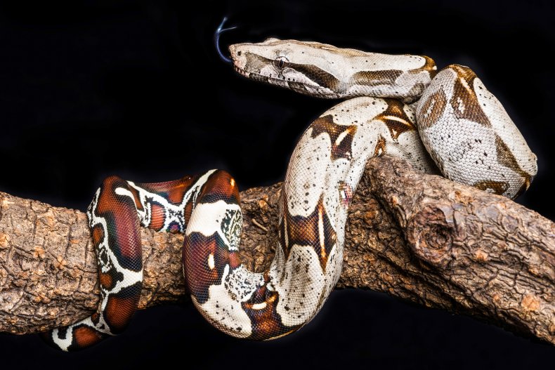TargetCustomer Finds 6-Foot Long Snake In Cart