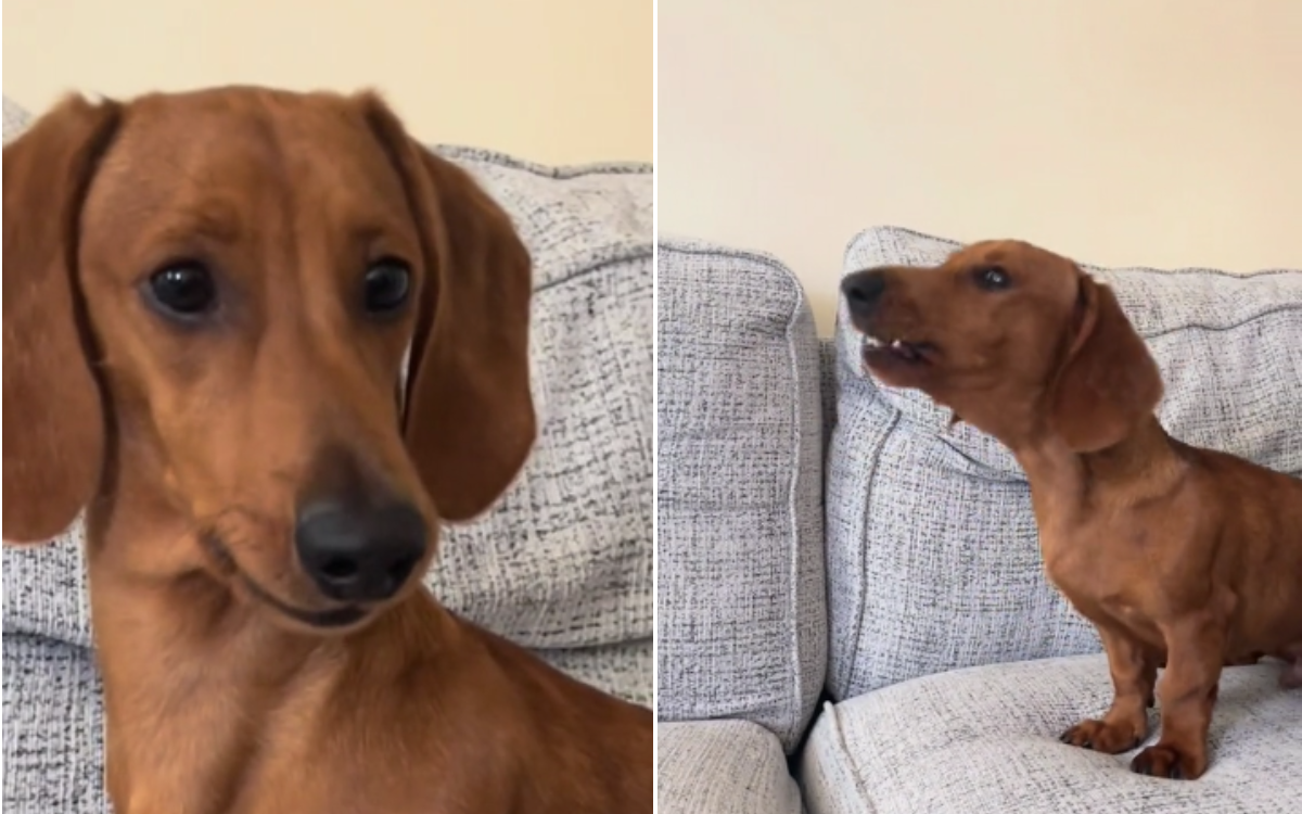 Dachshund Impresses Himself With His 'Big Doggy Bark' in Hilarious Video