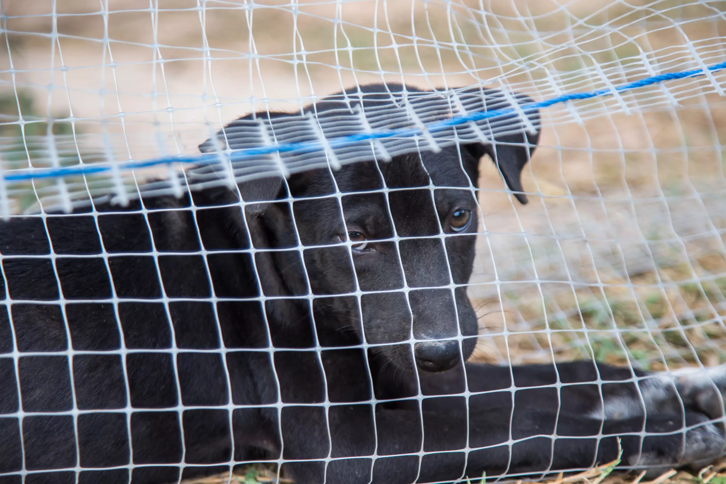 Hearts Break as Emaciated Dog Refuses to Give Up on Humans Despite Abuse - Vimarsana News