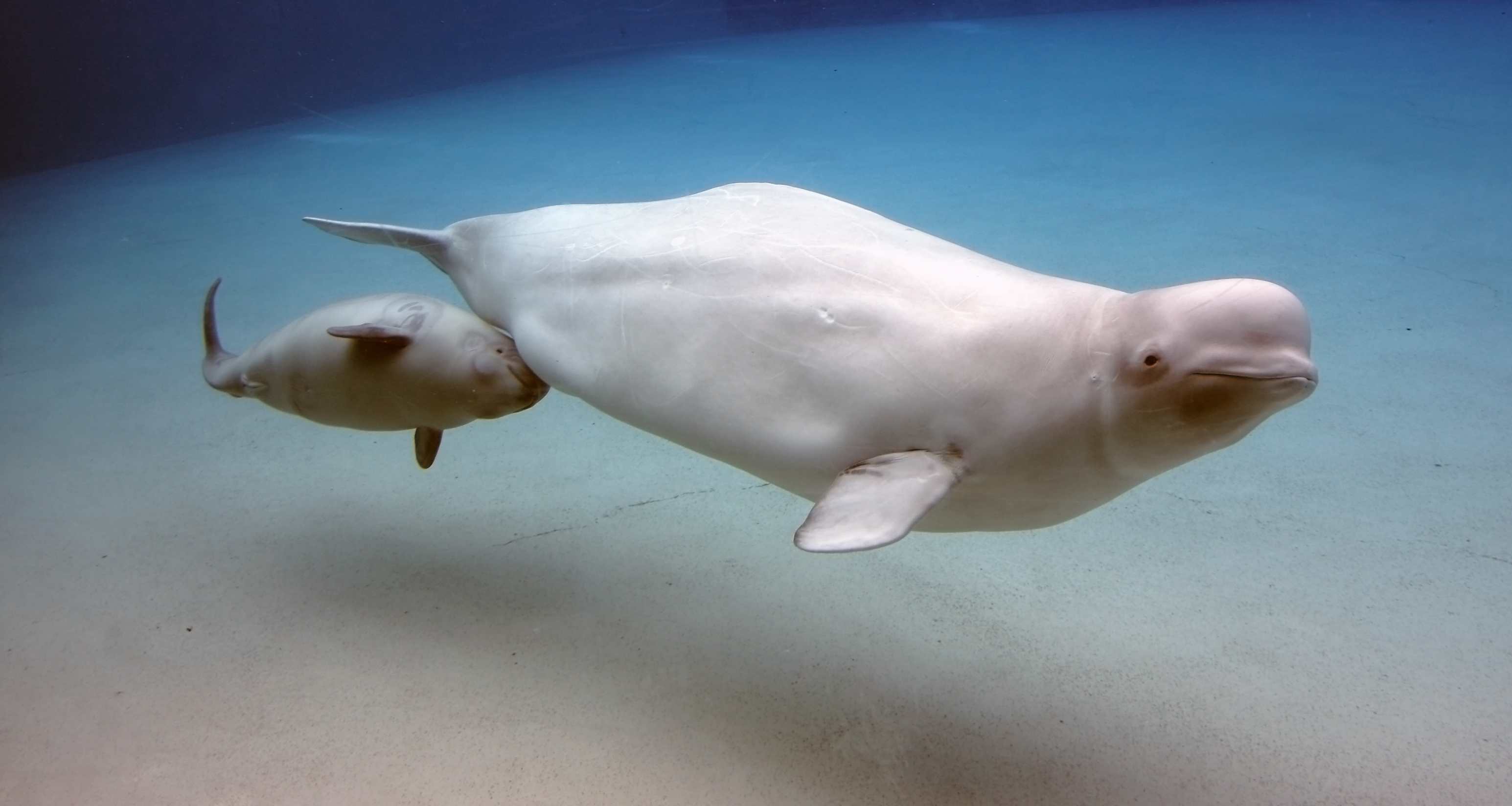 Video Shows Russian Fishermen Rescuing Beached Beluga Whales