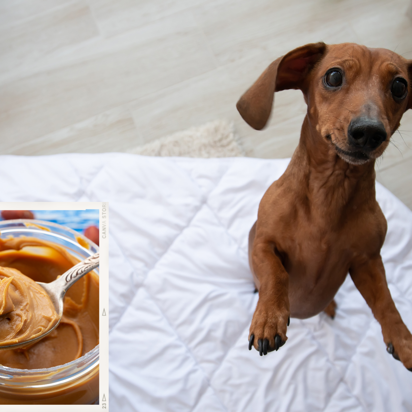 Reason Dachshund Isn t Allowed Peanut Butter at 9pm Again Delights