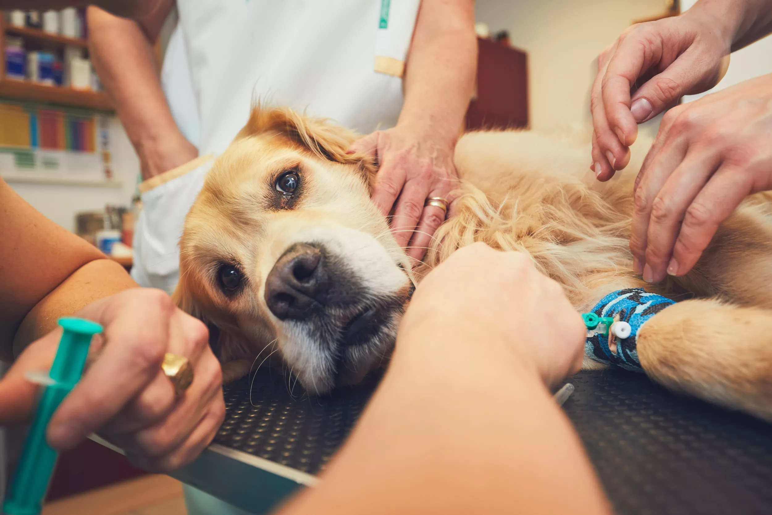Golden Retriever 'Brutally Attacked' at Doggy Daycare Breaks Hearts - Vimarsana News