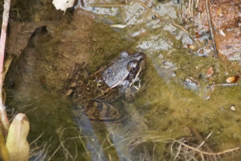 rare frog
