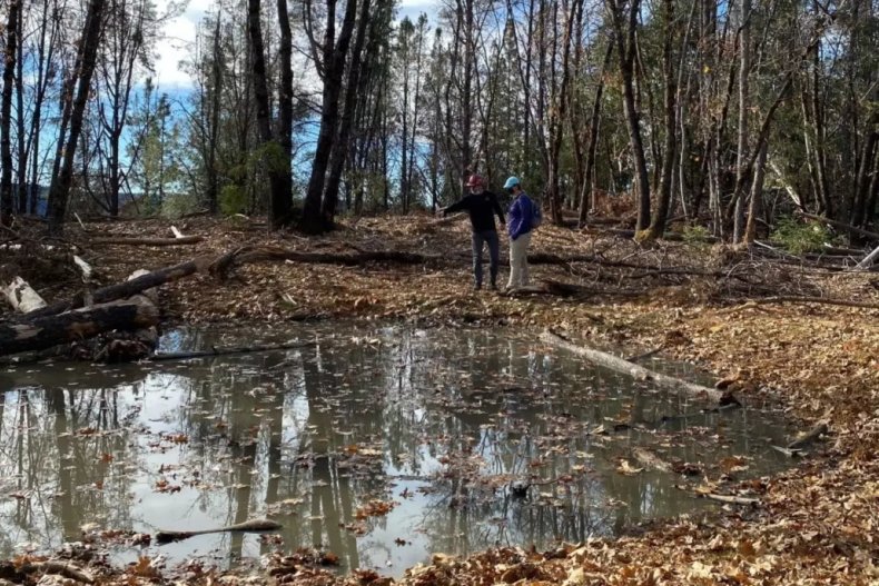 frog ponds