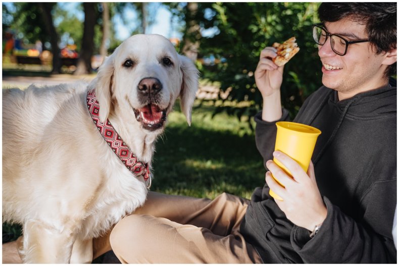 Stock image of Golden Retriever and man