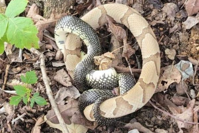 Shock as Kingsnake Eats Venomous Copperhead in Missouri—'Nature in Action'