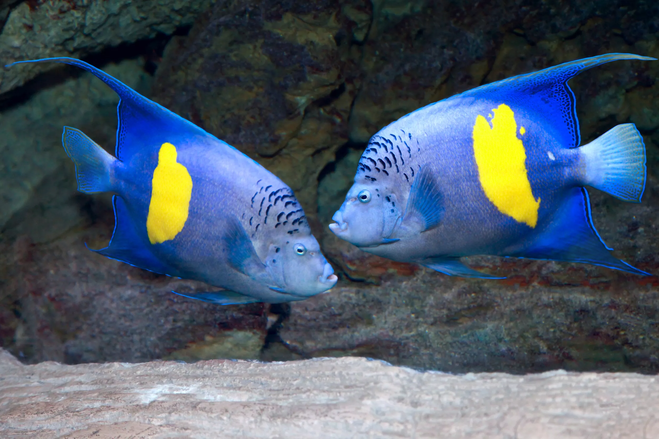 Internet Obsessed With Two Fish Chasing Each Other: 'A Romance Movie' - Vimarsana News