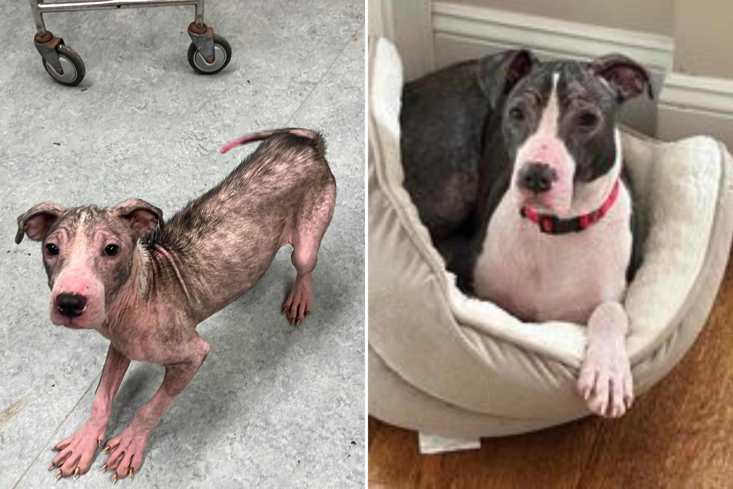 Dog mange store before and after