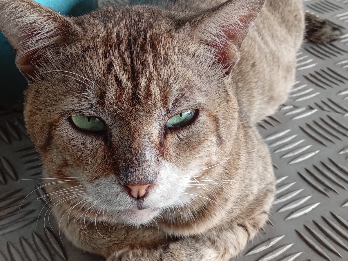 Angry Cat Face, Close Up, Looking Straight into Camera Stock Image
