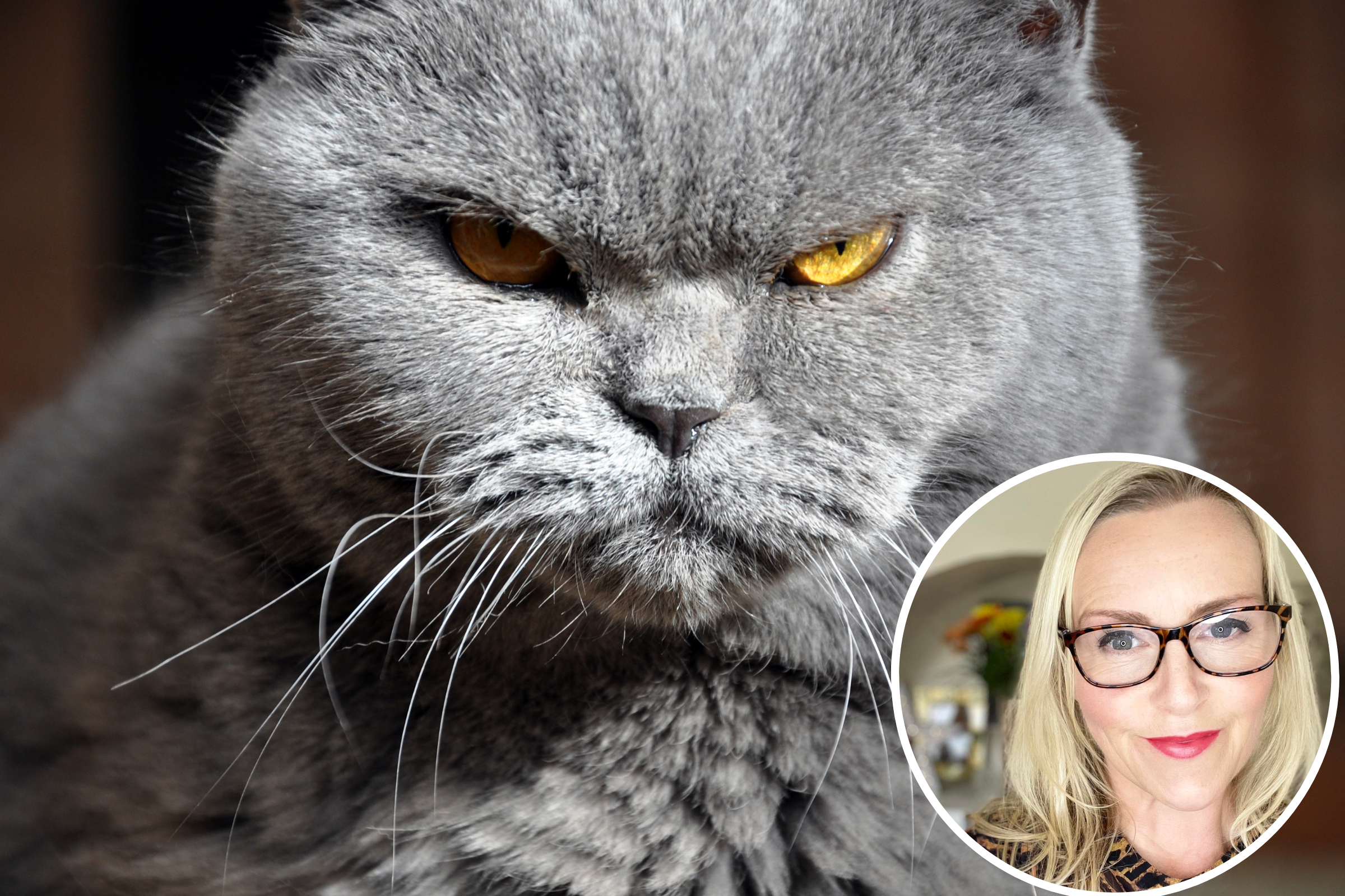 6 Signs Your Cat Is Angry