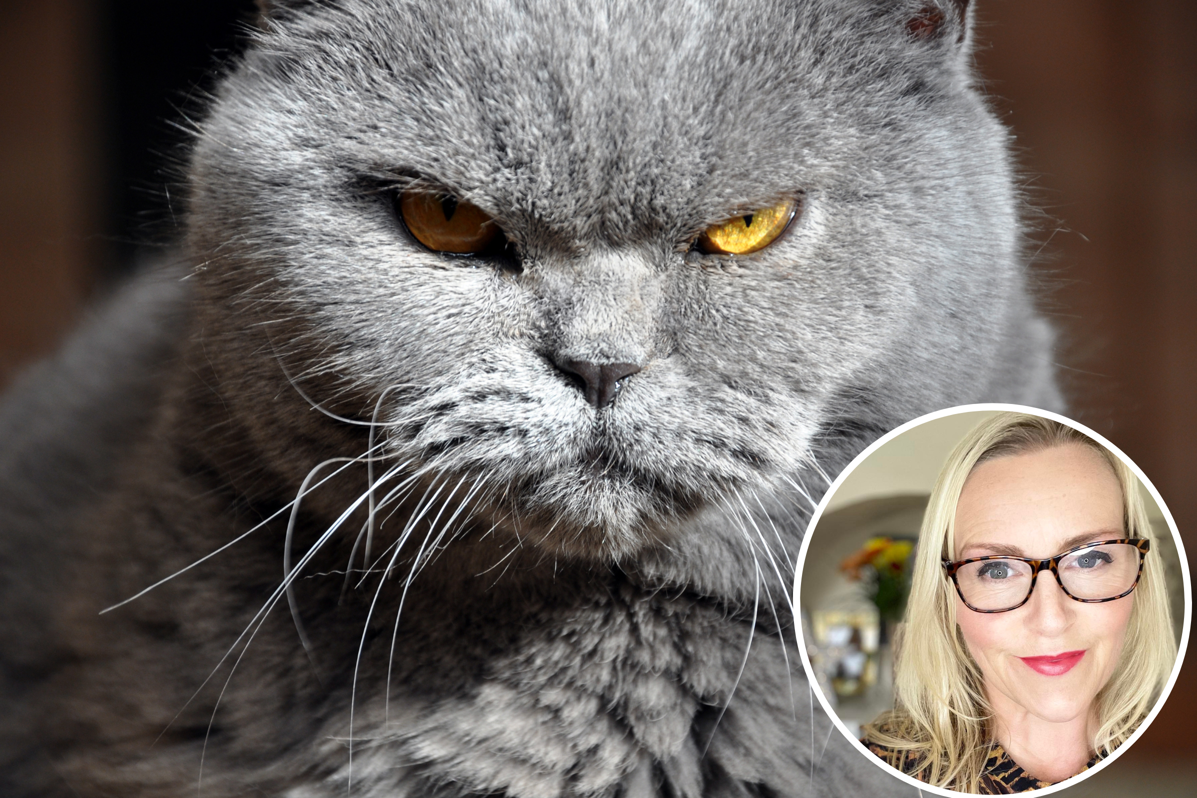 8 Signs Your Cat Is Secretly Mad At You That Are Super Subtle