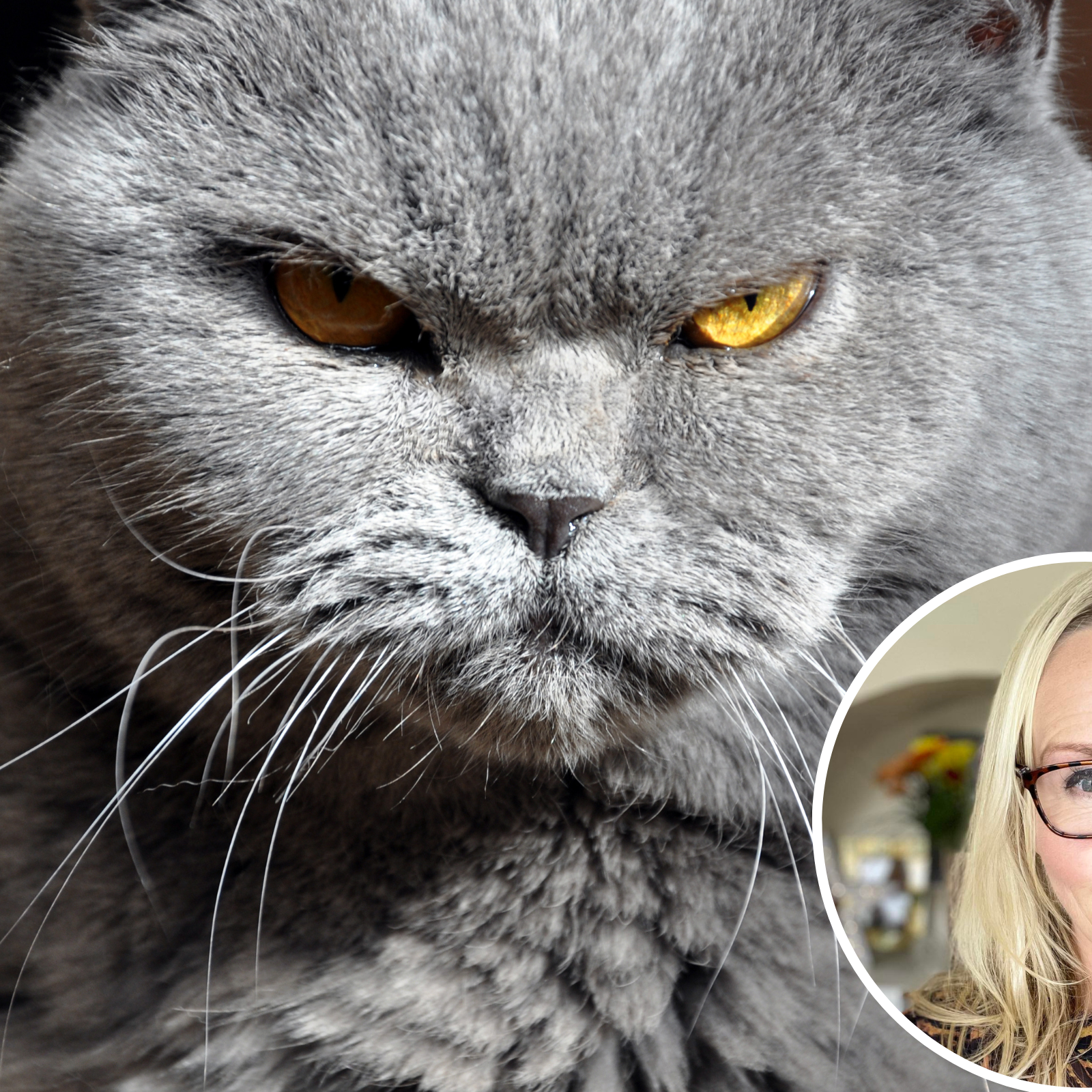 Signs That Your Cat Is Mad at You, According to Animal Behaviorist