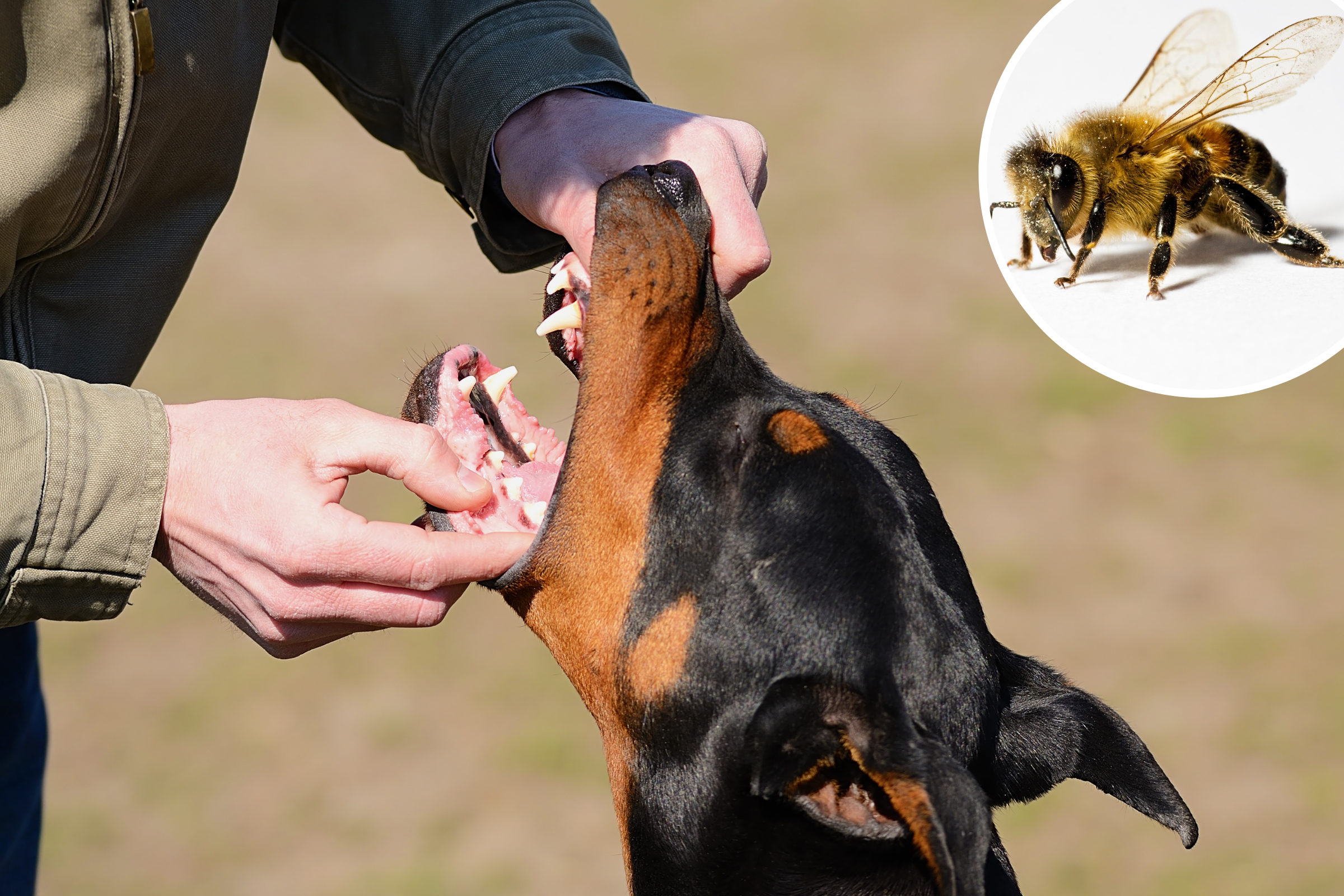 Doberman Patiently Letting Vet Check Over His Swollen Snout Melts Hearts