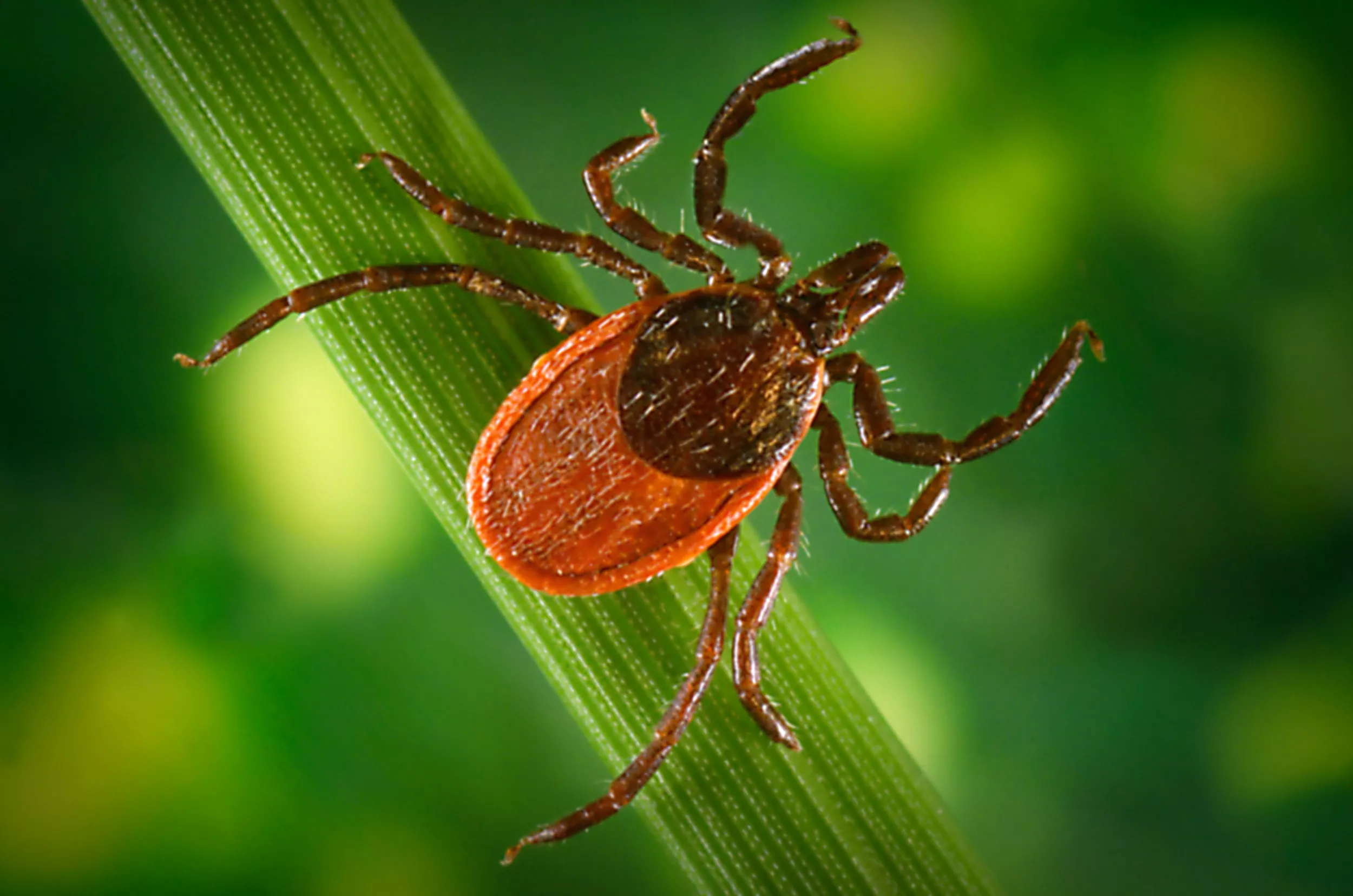 Woman Dies of Rare Powassan Virus in Rhode Island - Vimarsana News