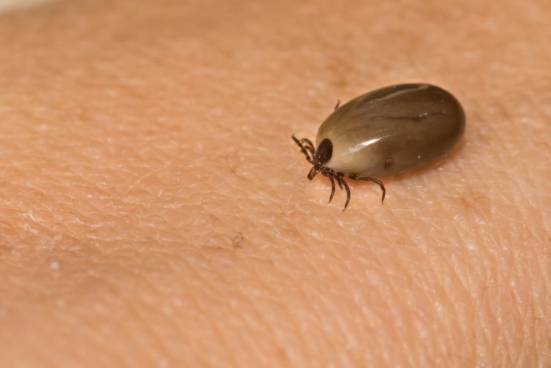 engorged tick