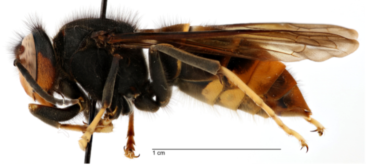 A yellow-legged hornet found in Georgia