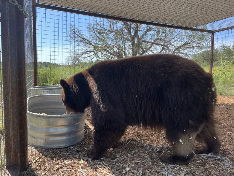 'Hank the Tank' Bear Seen Roaming New Home in First Photos