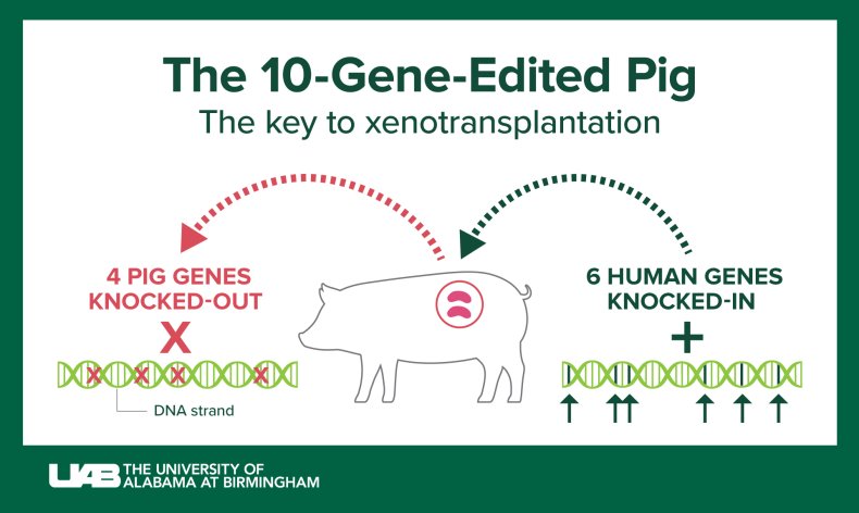 genetica del maiale