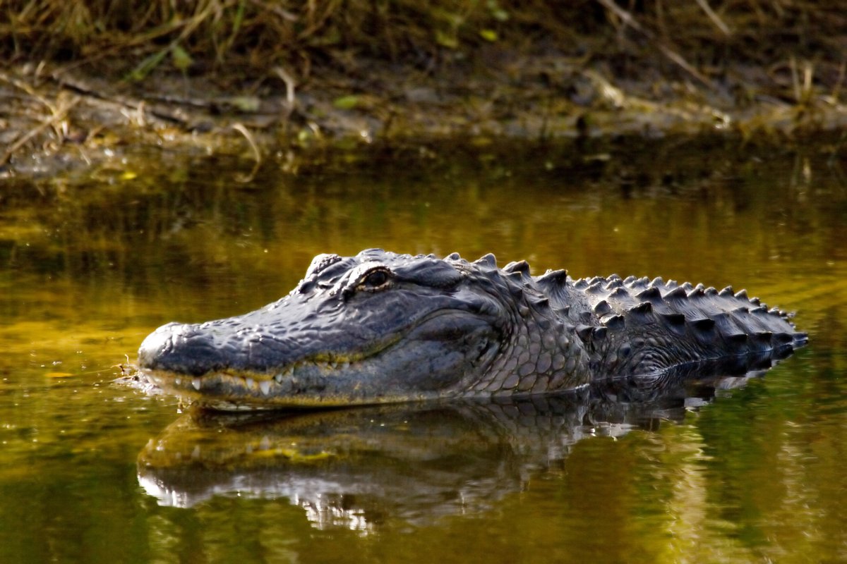 Huge Alligator Climbs Up Side of Home