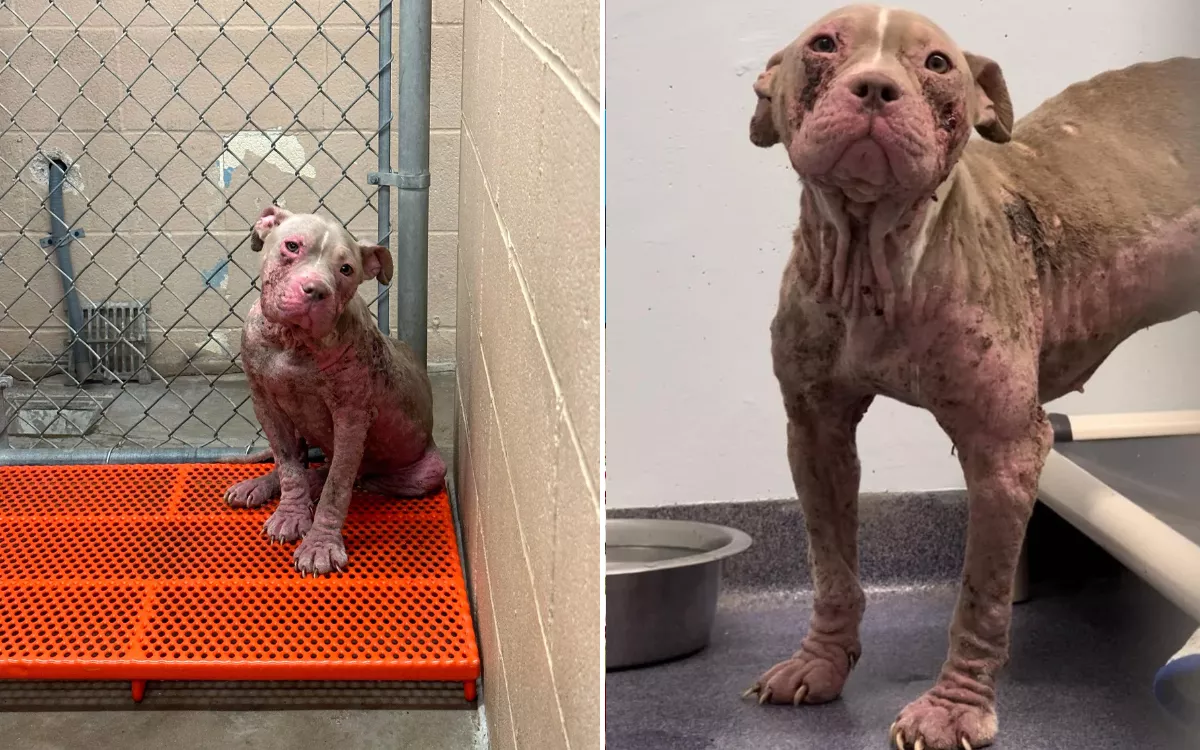 Foster Carer Takes a Chance on 'Contagious' Dog With Incredible Results - Vimarsana News