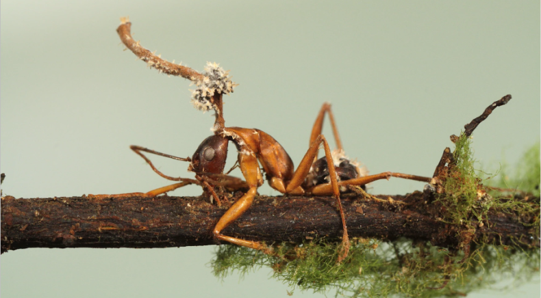 formica aperta