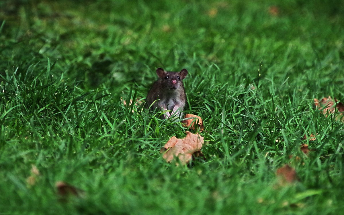 Rat among grass in park in Paris.
