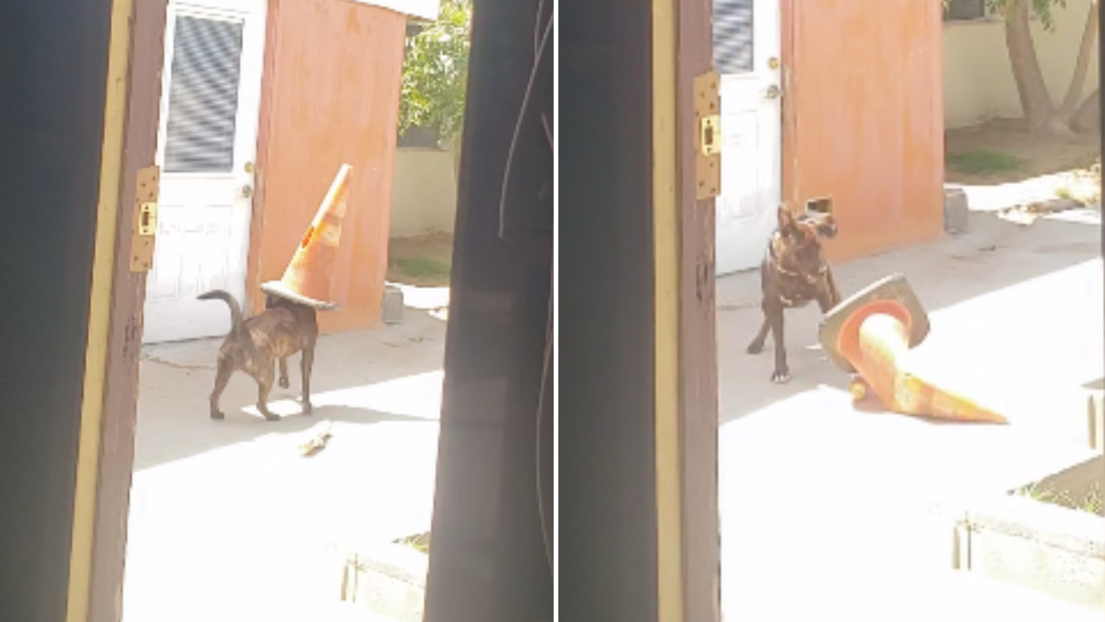 Dog cone on sales head