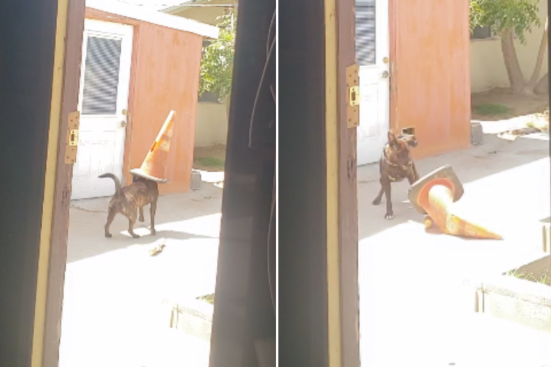 Cane con cono in testa