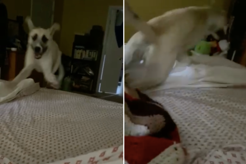 Zelda il cane