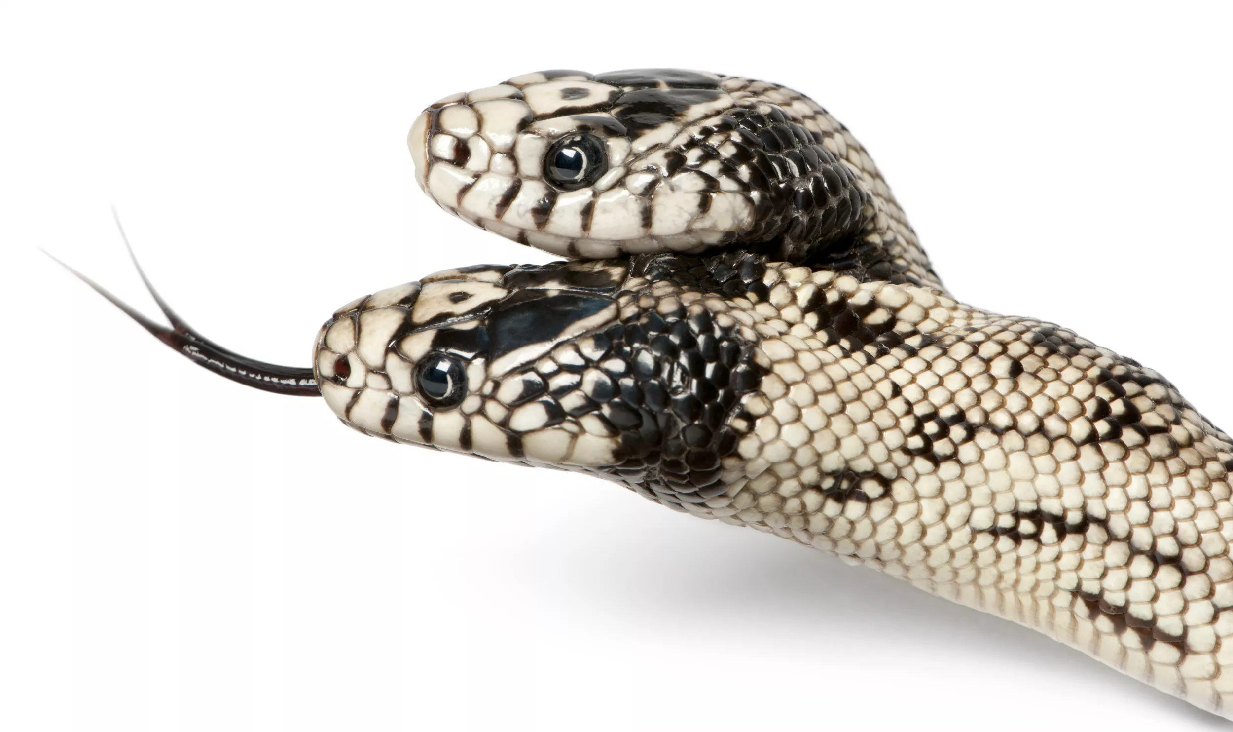 Rare Two-Headed Snake Born in Pet Shop: 'Fascinating but ... Sad' - Vimarsana News
