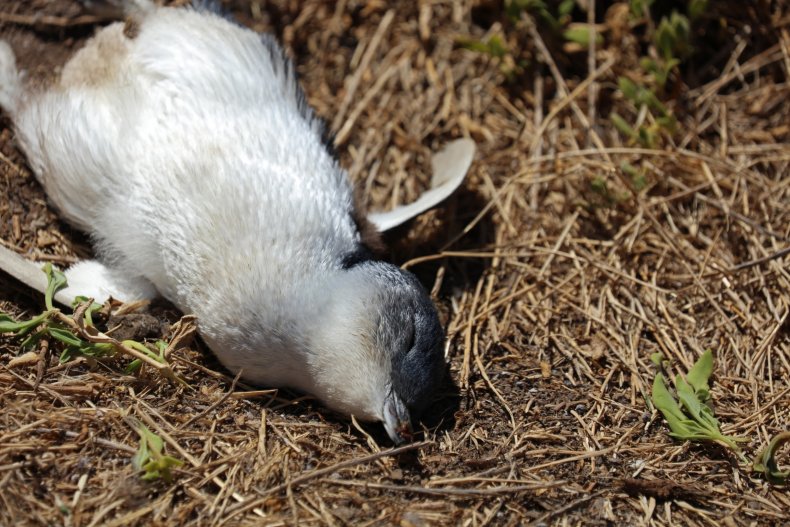 pinguino fatato
