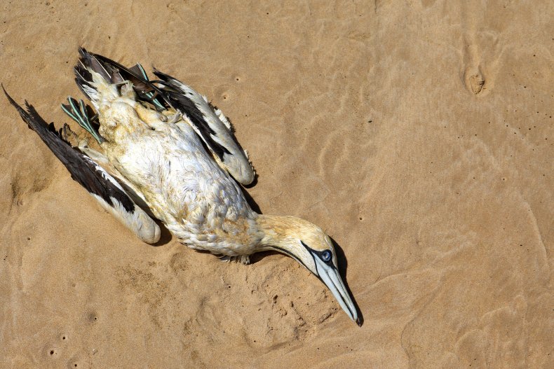 gannet