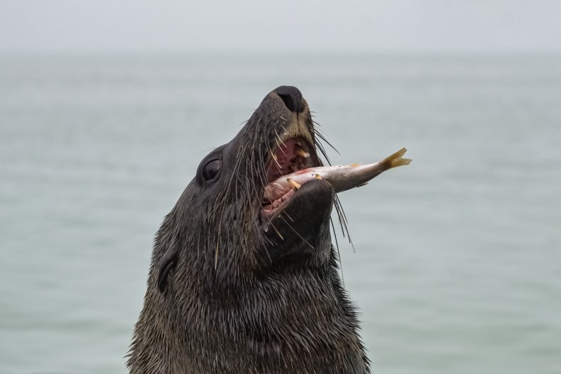 cape fur seal