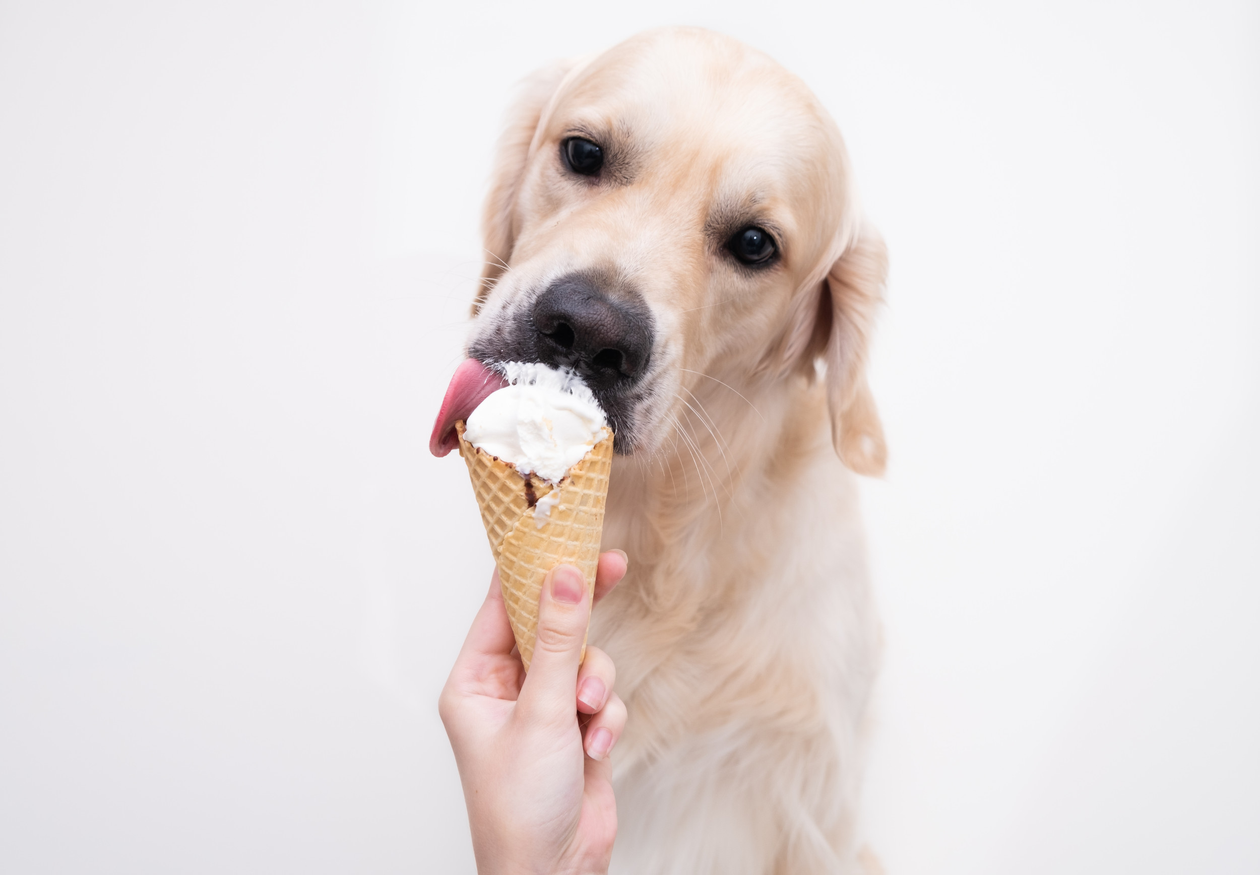 Dog eating ice outlet cream