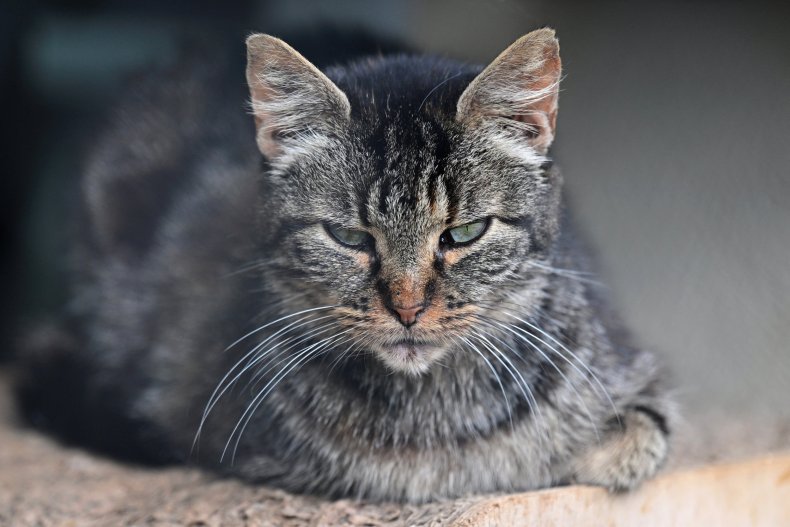 Gatto temuto morto dopo l'attacco