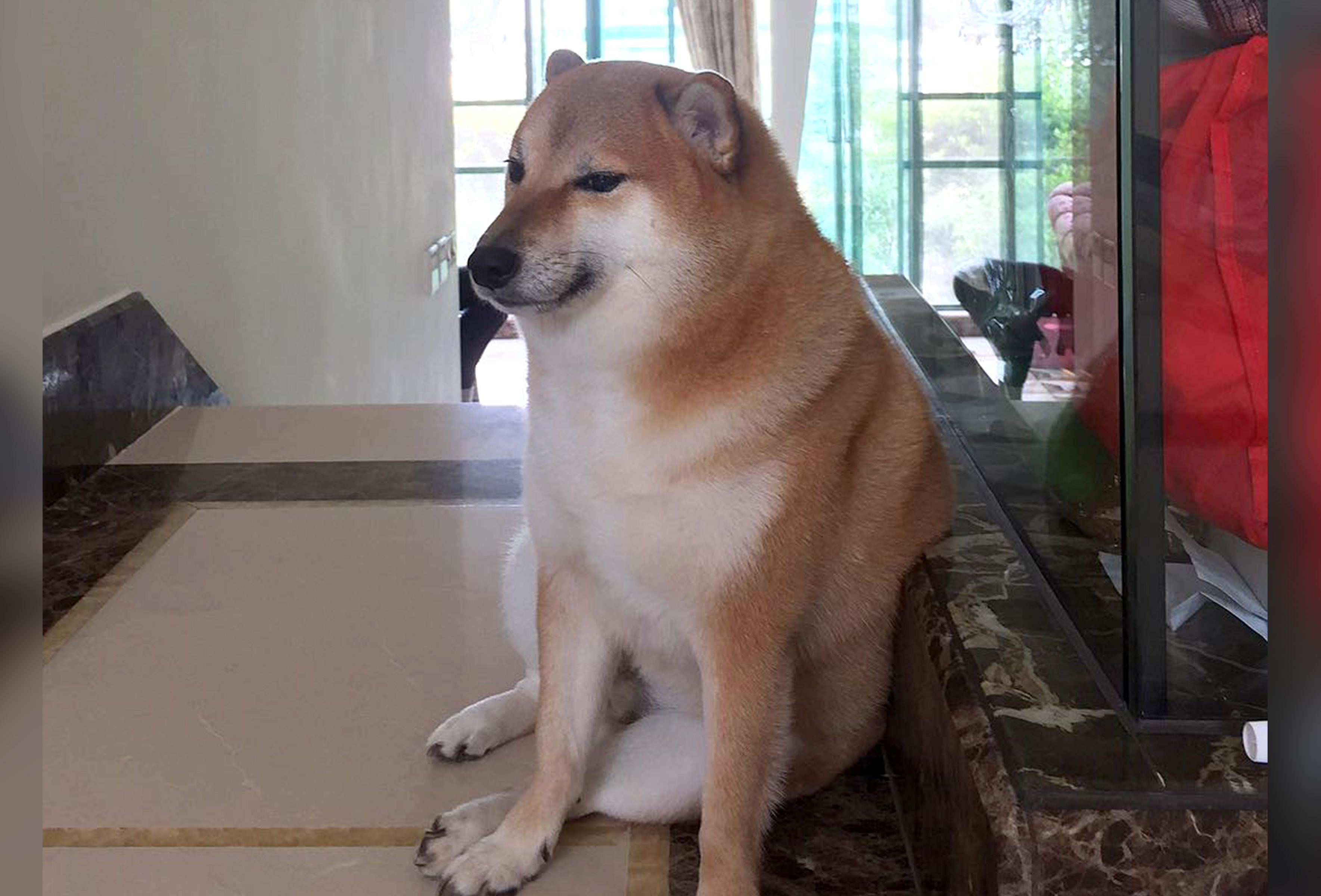 Shiba Inu From Viral Dog Meme Dies After Not Waking Up From Cancer 