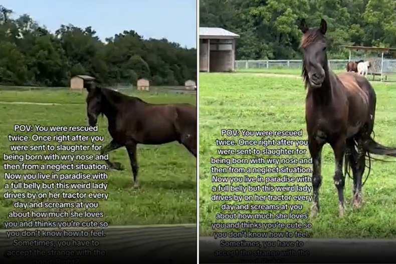 Horse with wonky nose saved from slaughter